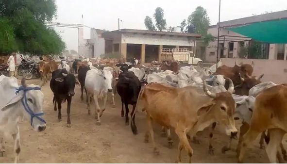 بھارت میں گائے کی پر اسرار ہلاکتیں،مزید 14ہلاکتوں کے بعد تعداد94ہوگئی