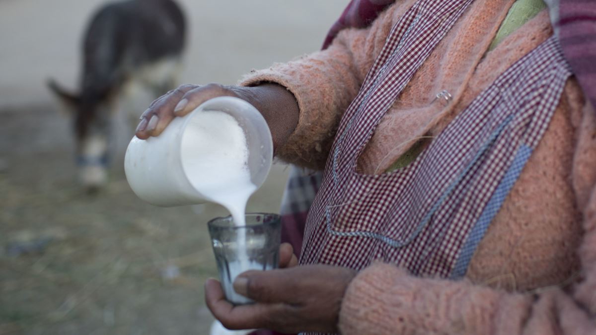 البانیہ، گدھی کے دودھ کو کورونا کا علاج قرار دیے جانے کے بعد مانگ میں اضافہ