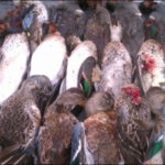 بھارت میں ایک اور پراسرار بیماری پھیل گئی، ہزاروں بطخیں ہلاک