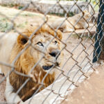 اسپین کے چڑیا گھر میں چارشیروں میں کورونا نکل آیا