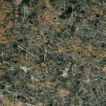 برازیل ،ایمازون جنگلات : 12سال میں درختوں کی کٹائی میں خطرناک اضافہ