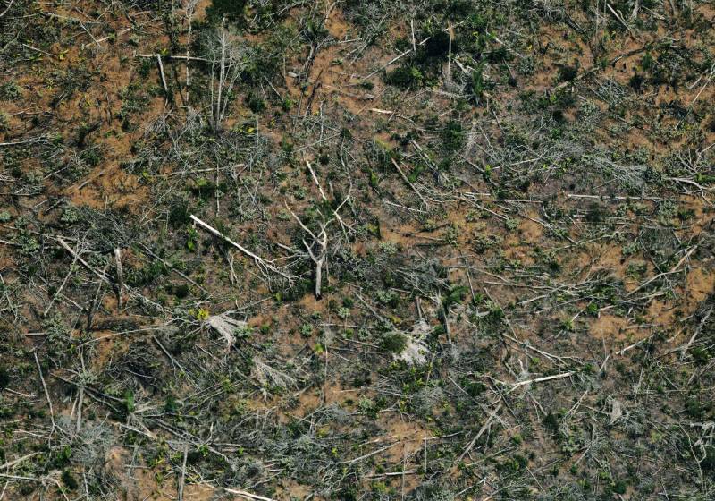 برازیل ،ایمازون جنگلات : 12سال میں درختوں کی کٹائی میں خطرناک اضافہ