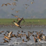 سندھ میں ہجرت کرکے آنے والے آبی پرندوں کی سالانہ گنتی مکمل