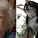 امریکامیں فوتگی سے قبل مالک کی پالتو کتیا کے لیے 50 لاکھ ڈالر کی وصیت