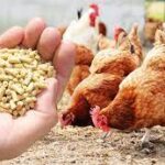 سی سی پی نے 19 پولٹری فیڈ ملوں کو کارٹیلائز یشن پر شوکاز نوٹس جاری کر دیا