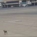 رن وے پر آوارہ کتوں کی ویڈیو سامنے آنے کے بعد فوٹو گرافی اور ویڈیوز بنانے پر پابندی
