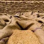 سندھ میں گندم ذخیرہ کرنے اور محفوظ رکھنے میں مشکلات کا سامنا
