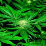 پاکستان کی پہلی قومی بھنگ پالیسی تیار