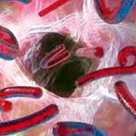 علاج کے بعد بھی ایبولا وائرس دماغ میں چھپا رہتا ہے،سائنس دان