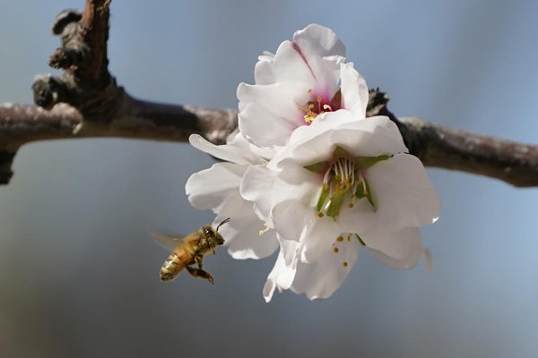 امریکا میں مکھیوں کے چھتوں کی چوری میں غیرمعمولی اضافہ