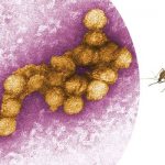 پاکستان میں مچھروں سے پھیلنے والی نئی بیماری ویسٹ نائل بخار کے شواہد سامنے آنے لگے