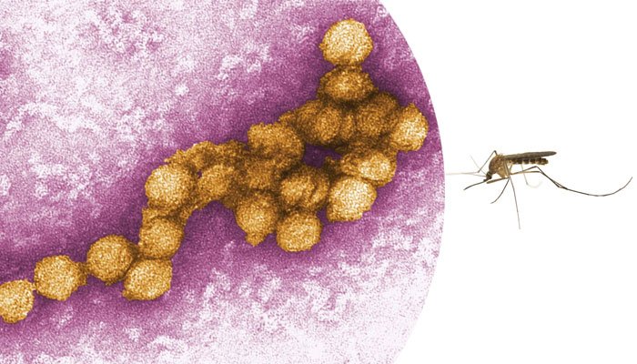 پاکستان میں مچھروں سے پھیلنے والی نئی بیماری ویسٹ نائل بخار کے شواہد سامنے آنے لگے