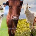 محکمہ لائیو اسٹاک سندھ ،کروڑوں کی اسکیمیں غیر معیاری ہونے کا انکشاف