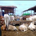 کراچی ،مویشی منڈیوں میں خریداروں کارش، دام آسمان پر