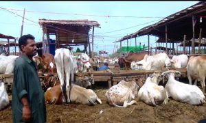 کراچی ،مویشی منڈیوں میں خریداروں کارش، دام آسمان پر