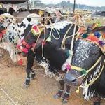 مواچھ گوٹھ مویشی منڈی کا ٹھیکہ من پسند افراد کو دینے کا انکشاف