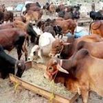 انتظامیہ، پولیس کا گٹھ جوڑ،شہر قائد میں غیرقانونی مویشی منڈیاں قائم