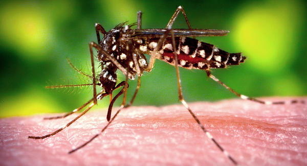 سندھ میں یومیہ ایک ہزار لوگ ملیریا کا شکار ہونے لگے
