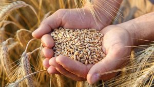 حکومت کے گندم کی ریکارڈ پیداوار کے دعوے حقائق کے منافی نکلے