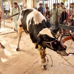 ملک بھر میں 63 لاکھ 60 ہزار جانوروں کی قربانی کی گئی