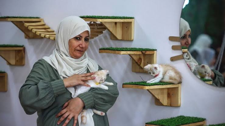 غزہ کا منفرد ریستوران: جہاں بلیاں دل بہلاتی ہیں