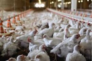 یورپ میں برڈ فلو پھیل گیا، لاکھوں مرغیاں تلف کر دی گئیں