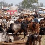 اسلامی ملکوں میں عیدالاضحی کی تاریخ میں اختلاف