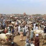 مویشیوں کی فیس کے نام پر ہرسال دو ارب کا ٹیکہ، اینٹی کرپشن کی تحقیقات