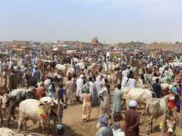 مویشیوں کی فیس کے نام پر ہرسال دو ارب کا ٹیکہ، اینٹی کرپشن کی تحقیقات