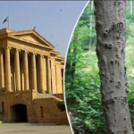 سندھ میں 24 ہزار ایکڑجنگلات کی زمین پر بااثرشخصیات کا قبضہ