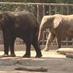 سفاری پارک، چڑیا گھر 20 سال سے نئے جانور سے محروم