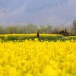 کمالیہ میں وسیع پیمانے پر سرسوں کی فصل کاشت کی گئی